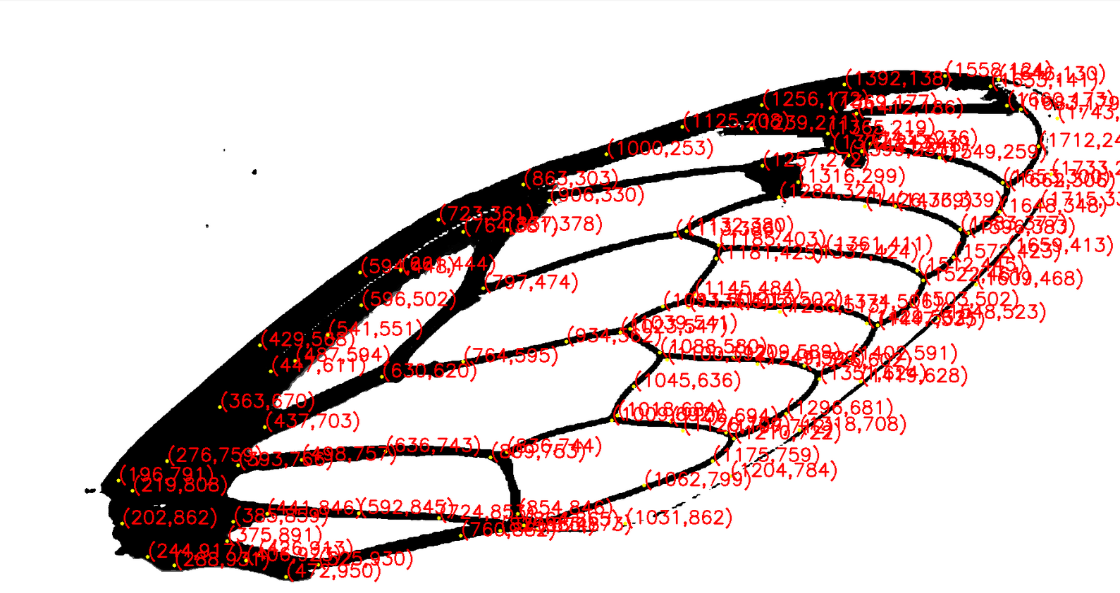 Topographie du calligramme de la création <em>Nervure</em>